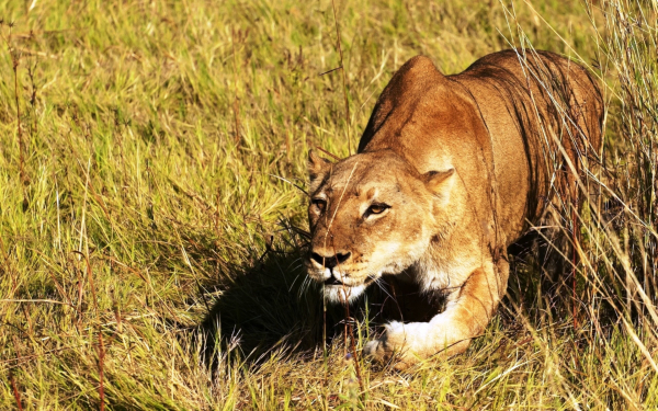 Львица на охоте