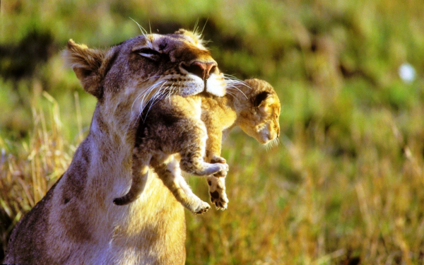 Львица несет львенка