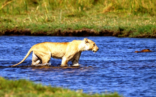 Львица охотится на крокодила