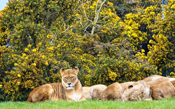 Львицы отдыхают