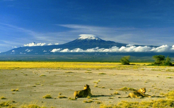 Львы в Танзании