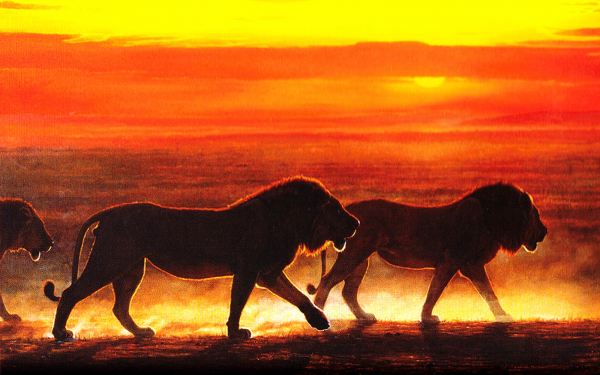 Львы вышли на охоту