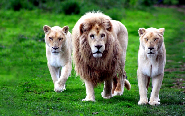 Лев и львицы
