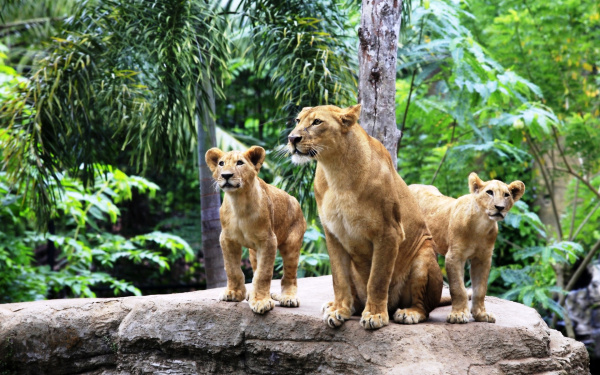 Львица и два львенка