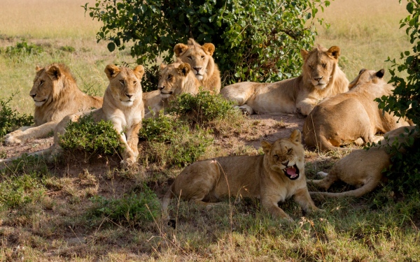 Львы и львицы отдыхают