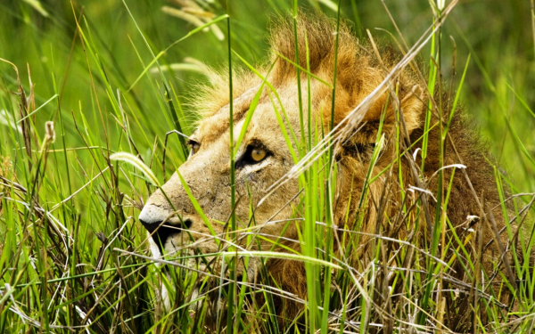 Лев в засаде