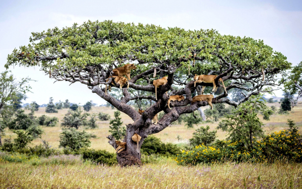 Львицы отдыхают