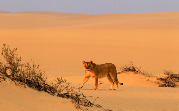 Львица в пустыне