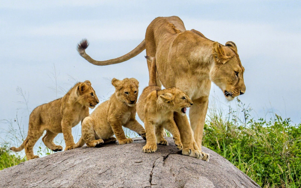 Львица и три львенка