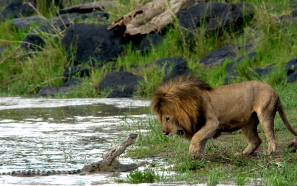 Лев и крокодил