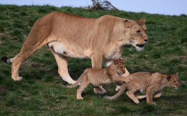 Львица и два львенка