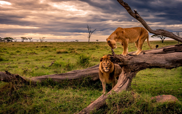 Лев и львица в саванне