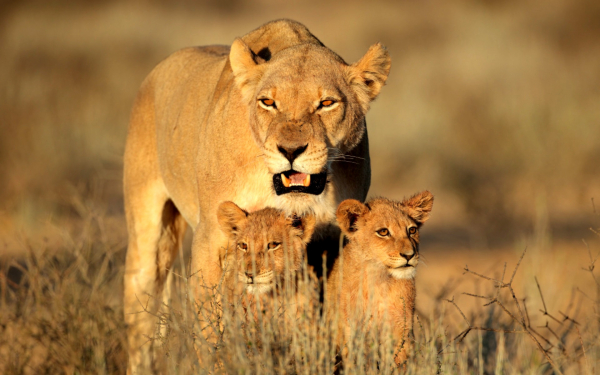 Львица и два львенка