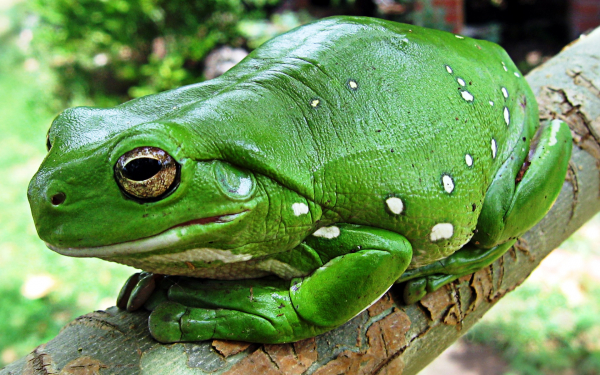 Древесная лягушка
