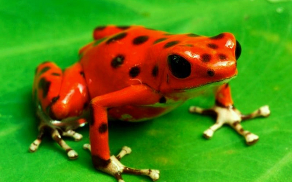 Ядовитая лягушка