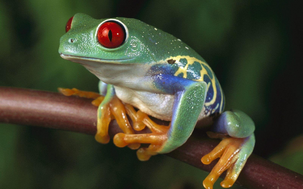 Лягушка на ветке