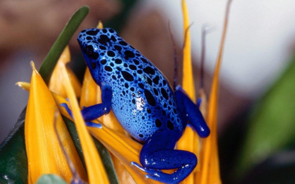 Лягушка на цветке