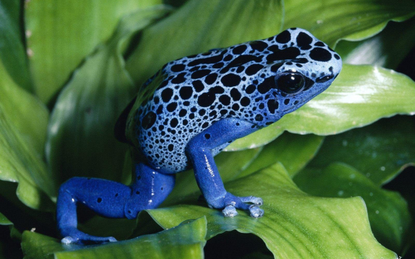 Пятнистая лягушка