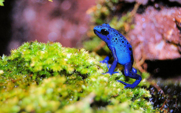 Лягушка на траве