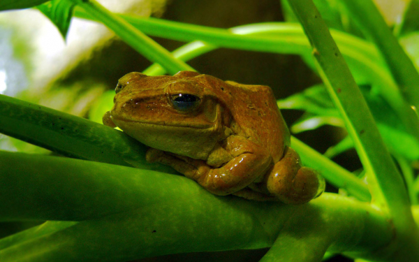 Коричневая лягушка