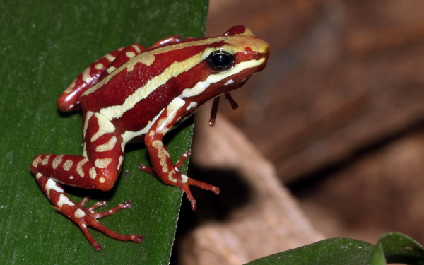 Полосатая лягушка