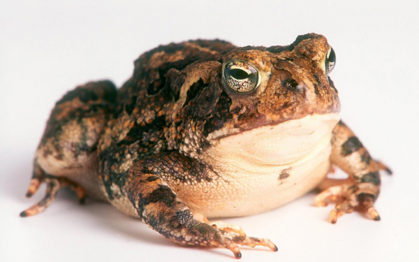 Коричневая жаба