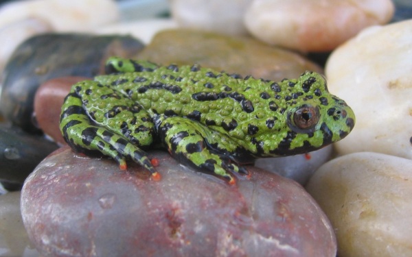 Лягушка на камне