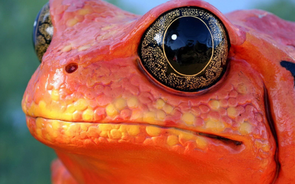 Лягушка с большими глазами