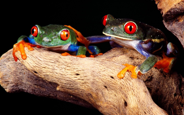 Красивые лягушки