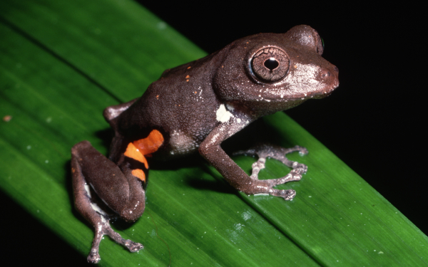 Серая лягушка