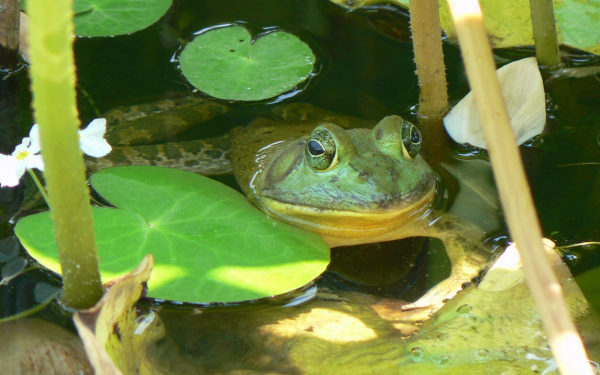 Лягушка в родном болоте