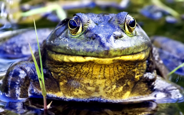 Американская лягушка бык