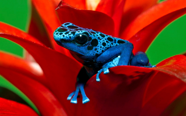 Голубой древолаз на цветке