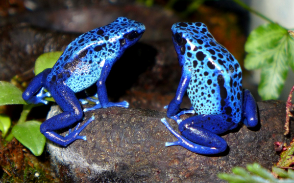 Голубые древолазы