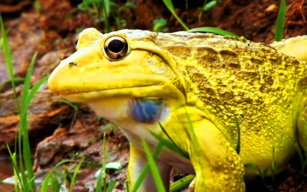 Желтая лягушка бык