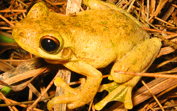Желтая лягушка