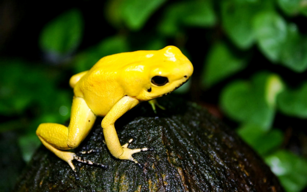 Желтый древолаз