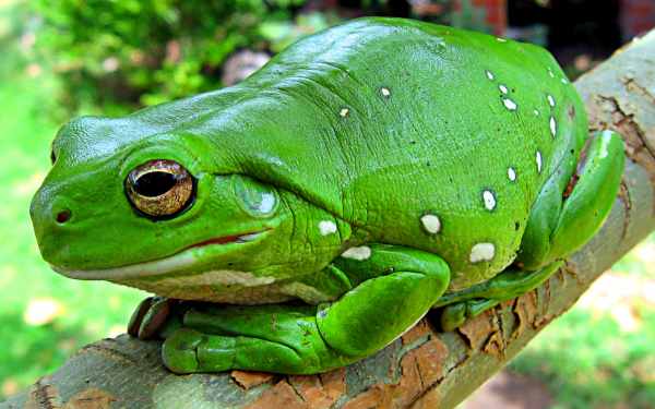 Зеленая лягушка древолаз