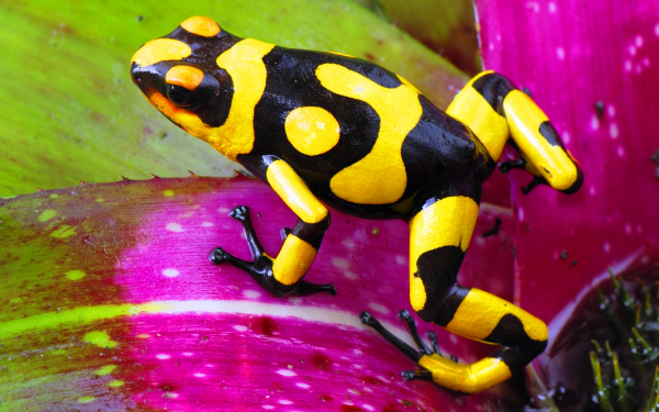 Колумбийский древолаз