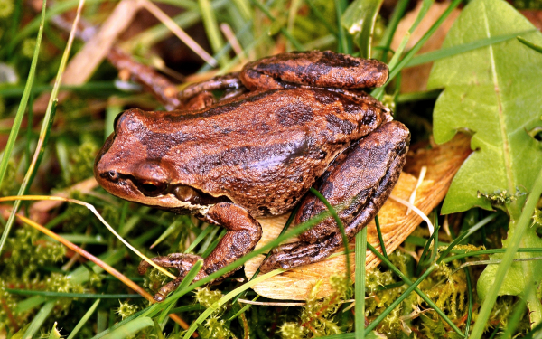 Королевская квакша