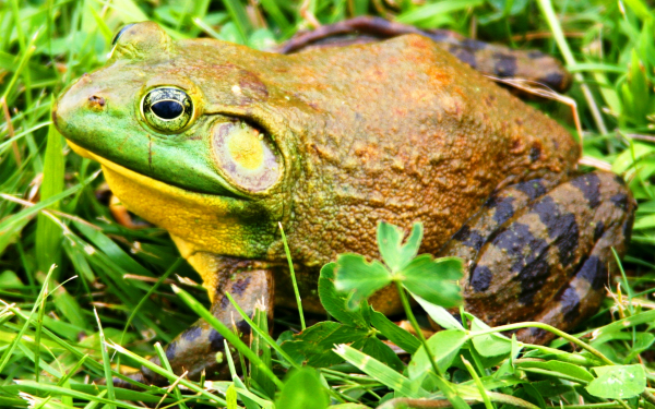 Лягушка-бык