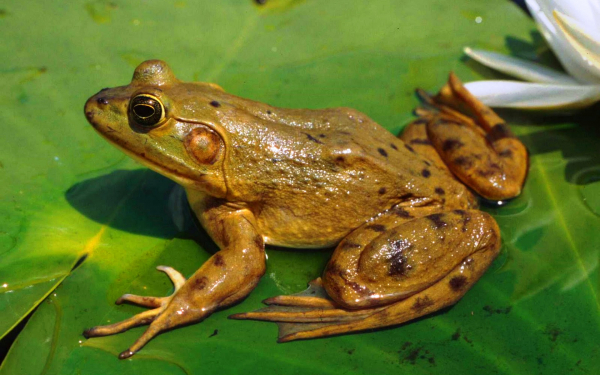 Настоящая лягушка