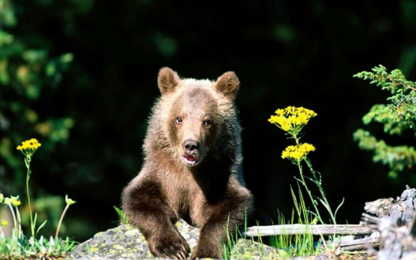 Медвежонок