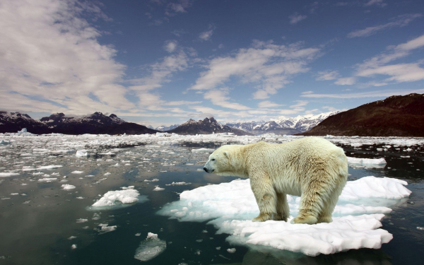 Белый медведь на льдине