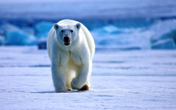 Белый медведь