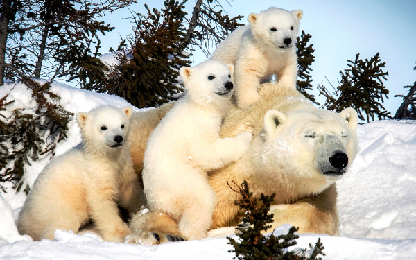 Белая медведица и три медвежонка