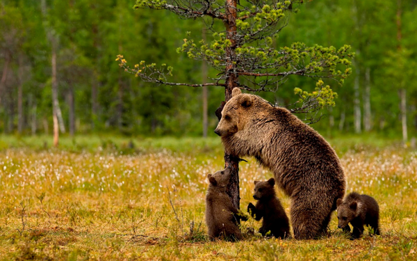 Медведица и три медвежонка
