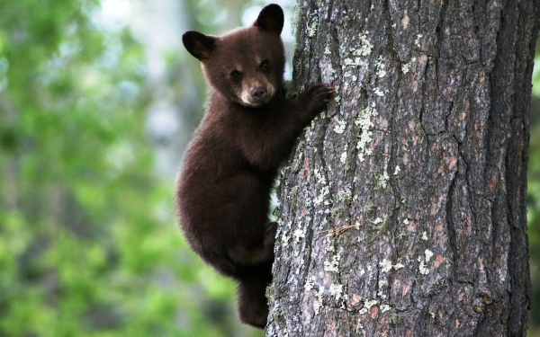 Медвежонок на дереве