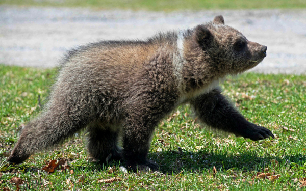 Пушистый медвежонок