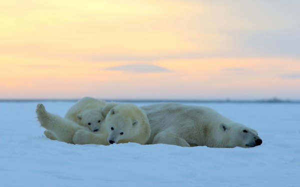 Белые медведи на снегу